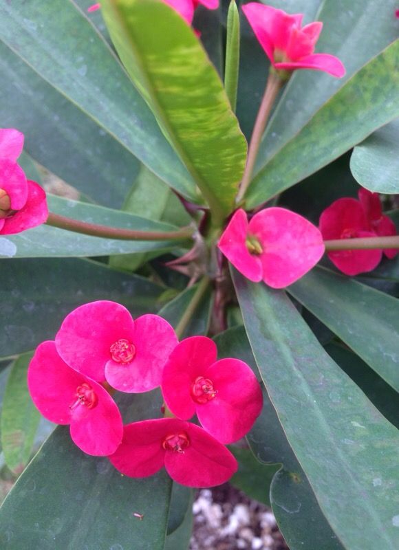 Corona de cristo rosa mexicano flor pequeña