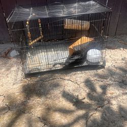 Bird Cage Free 
