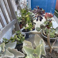 ‼️🌵🪴MOVING OUT PLANTS SALE! EVERYTHING MUST GO! 🌱🪻‼️