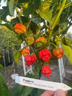 3’ SuperHot Pepper Plants Loaded with Fruit