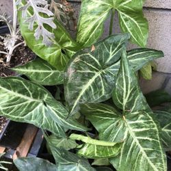 Planta De Sombra