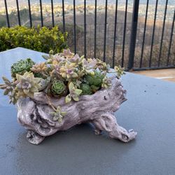 Succulents Arrangement With  Root Shape Pot 