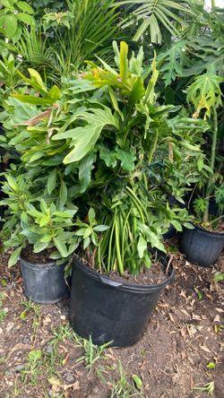 Plantas