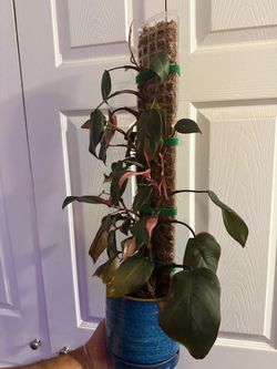 Pink Princess Philodendron