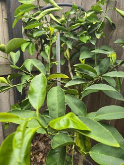 Arboles De Limas Y Guayavos