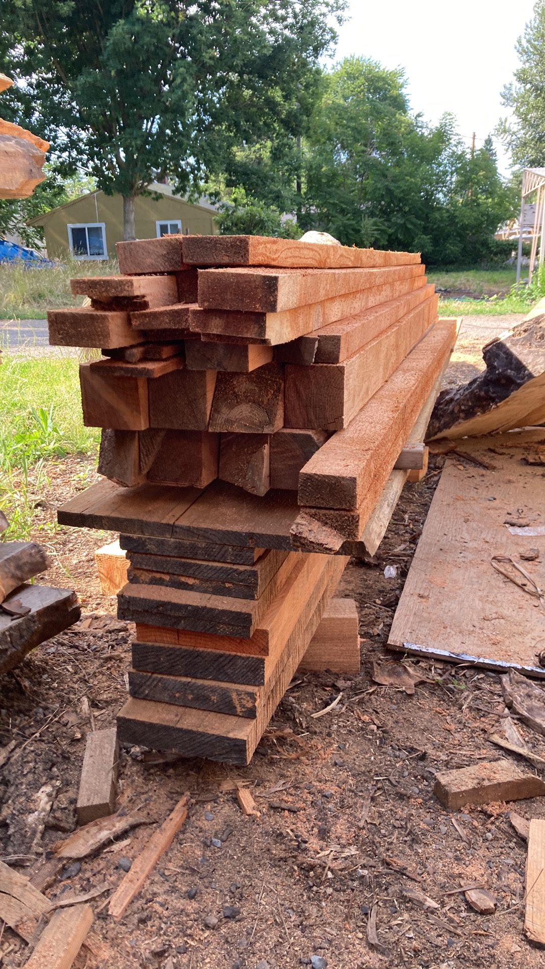 Western Red Cedar, Maple, Silver Maple 