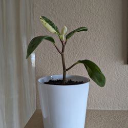 Healthy Beautiful Indoor Plant ( Peperomia)