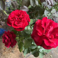 Rosal rojo grande 25  dolares