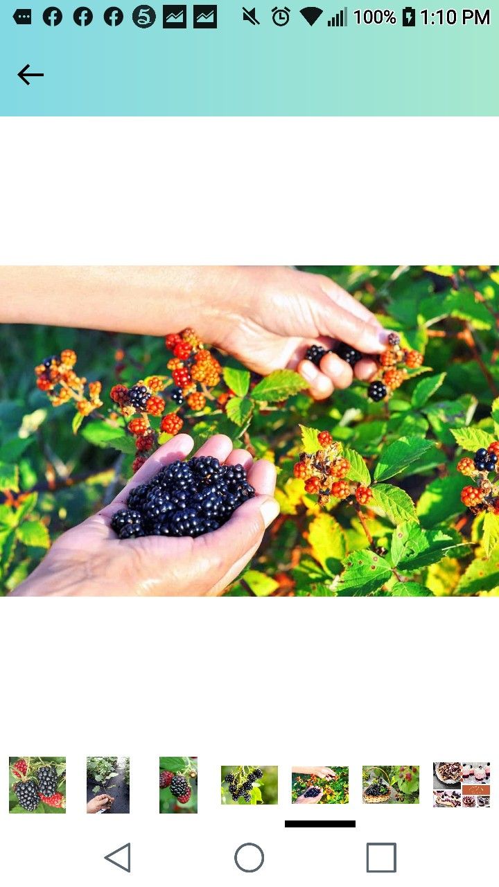 2 X Berry Collection Seedling Plants 1ft Ready To Plant