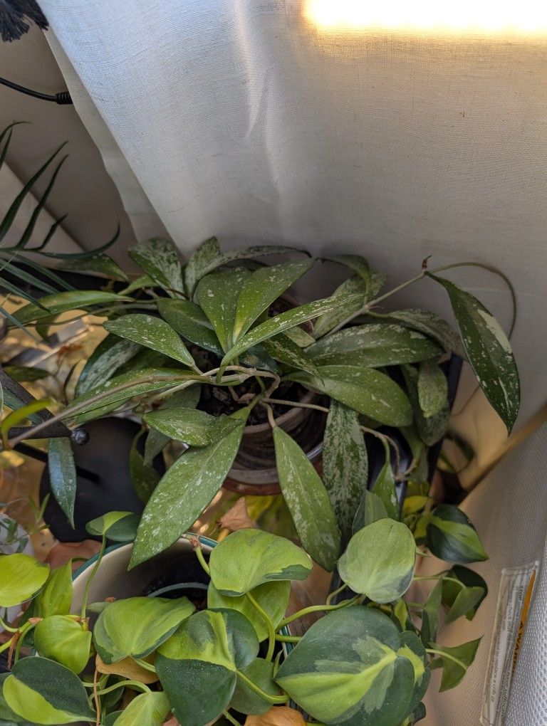 Hoya Pubicalix