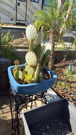 Excellent prickly pear, cactus and blue square clay pot.