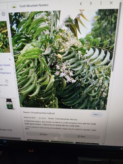 Neem Plant
