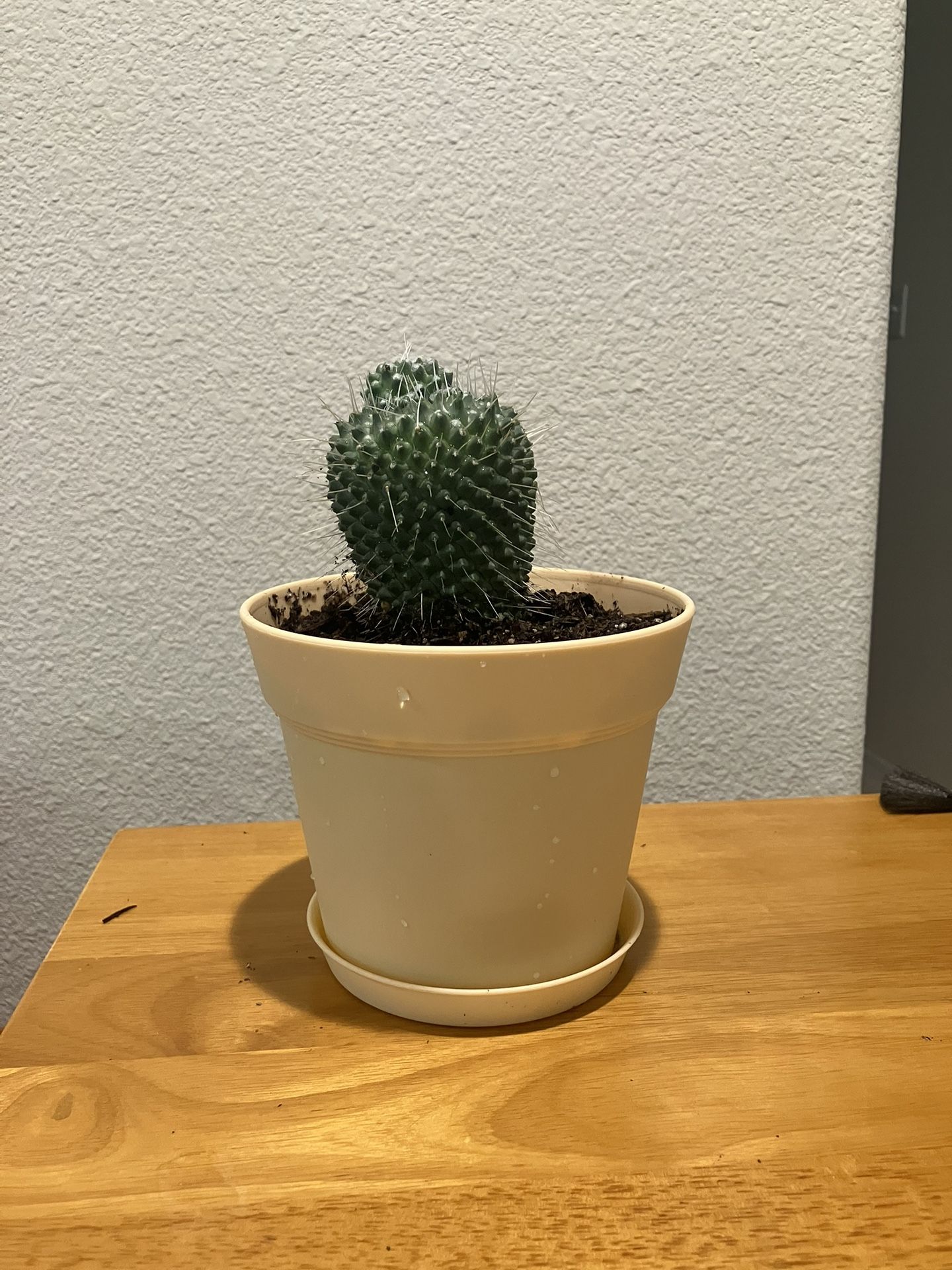 Un Pico Cactus