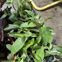 VARIEGATED WANDERING JEW