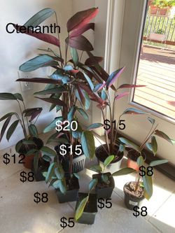 Indoor plants for sale