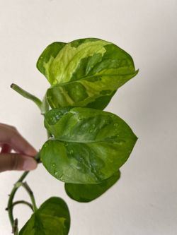 Global green Pothos plant CUTTING