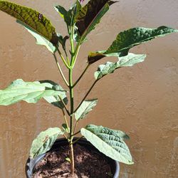 Starburst Plant 