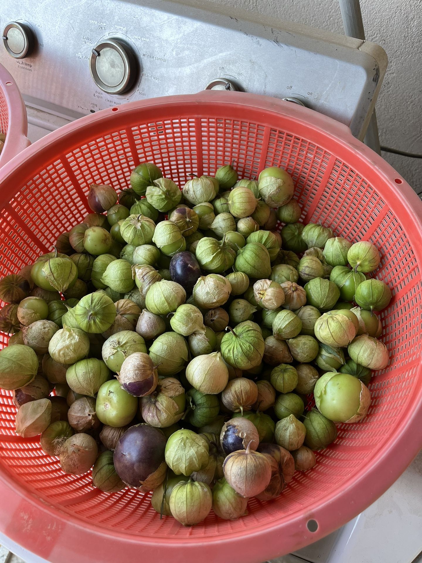 Tomates $1.50 La Libra.