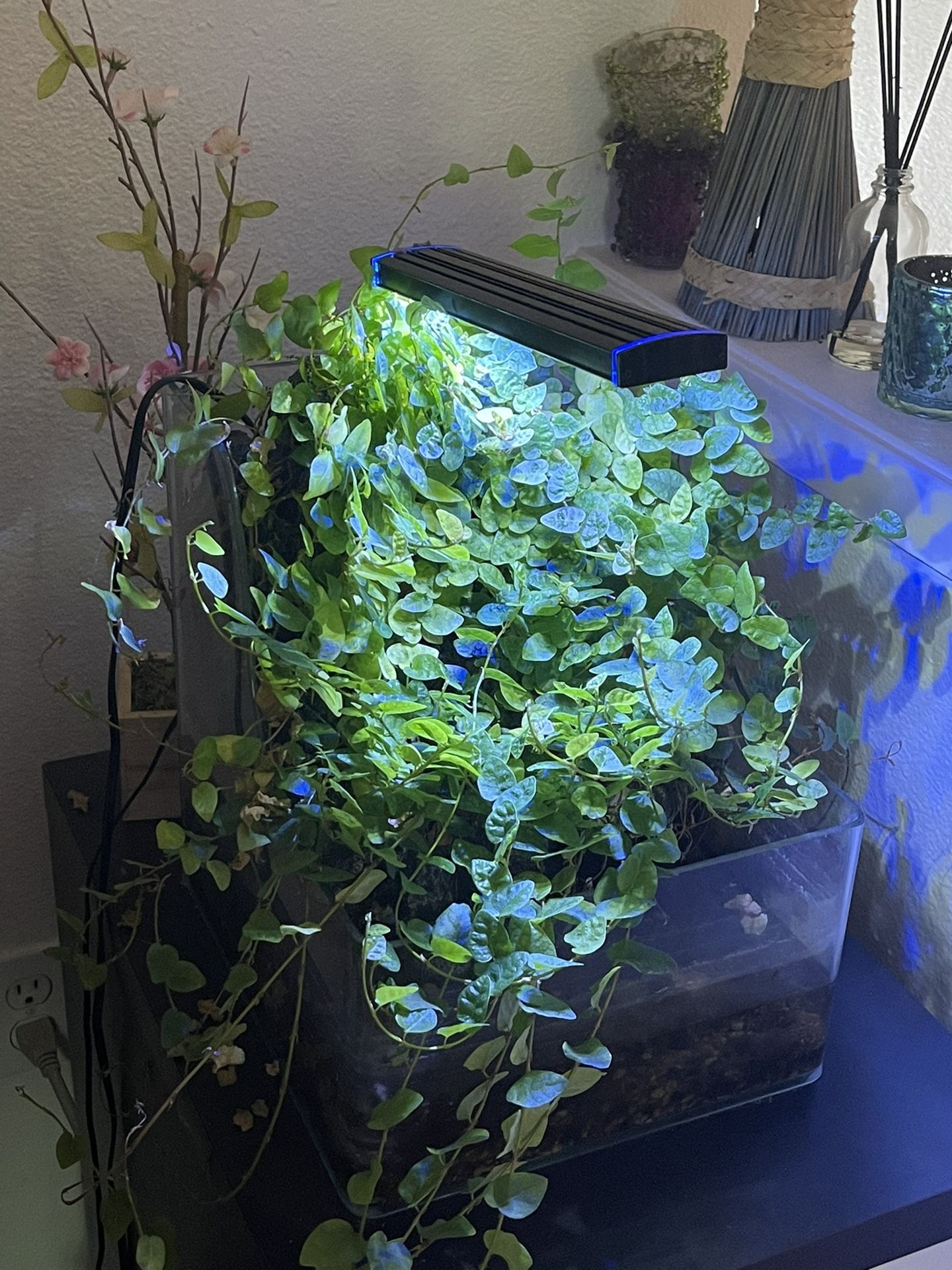 Small Fish Tank With Real Plant