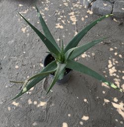 Aloe Vera