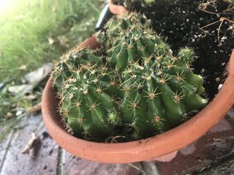 Super cute baby cacti 🌵