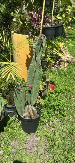 Peruvian cactus available
