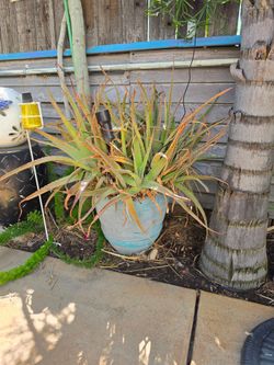 Alien Vera plant $30