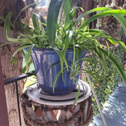 Indoor Outdoor Plant With Pot