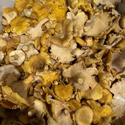 15 1/2 Lbs Chanterelle 