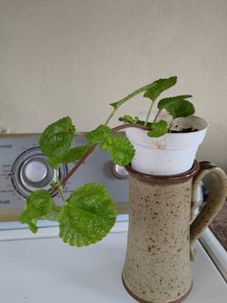 Potted Peperomia Vine