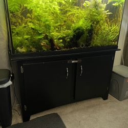 Establish Planted This Tank With Shrimp And Small Rubber Lip Sucker Fish