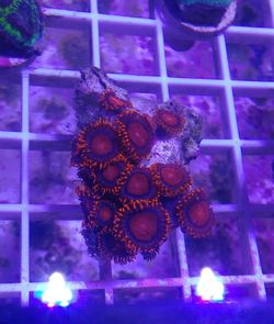 Bam Bam Zoanthid Mini Colony