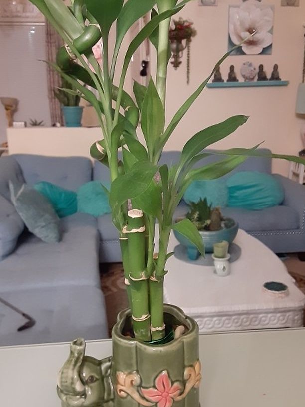 Lucky Bamboo Plant In Green Elephant Vase