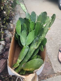 Prickly Pear Nopales Pads