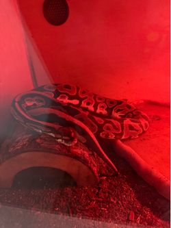 Snake enclosure