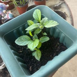 Apple Saplings Fuji Hybrid 