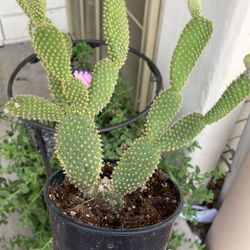 Bunny Ears Cactus,polka Dots Cactus
