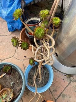 Green curly plant
