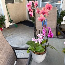 Beautiful Bundle Of Orchid