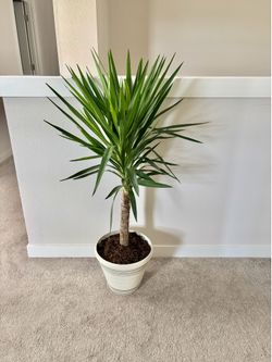 Big Yucca plant