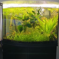 Aquarium Plants/NOT FREEEE!!
