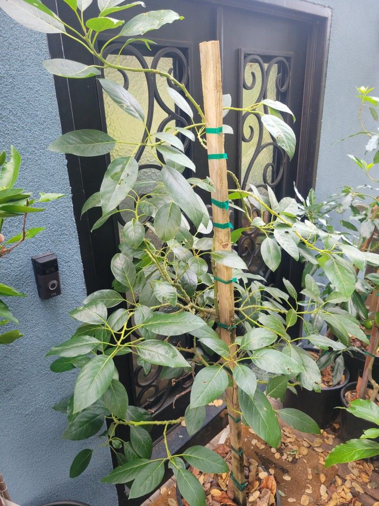 Fuerte Avocado Tree