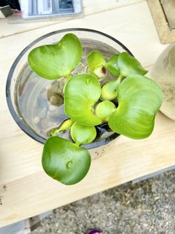Floating Water Hyacinth