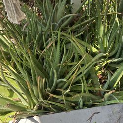 Medium Aloe Plants 
