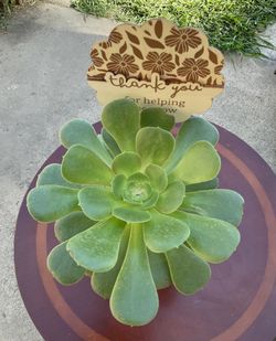 Succulent Plant $15