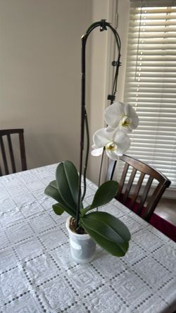 Orchid plant