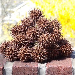 Sweetgum balls (from Sweetgum trees)