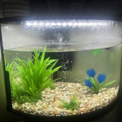 Fish Tank/supplies 