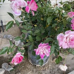 Rosales Colores Amarillos, Rosa