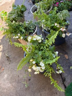 White begonia
